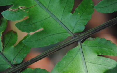 Pleocnemia irregularis