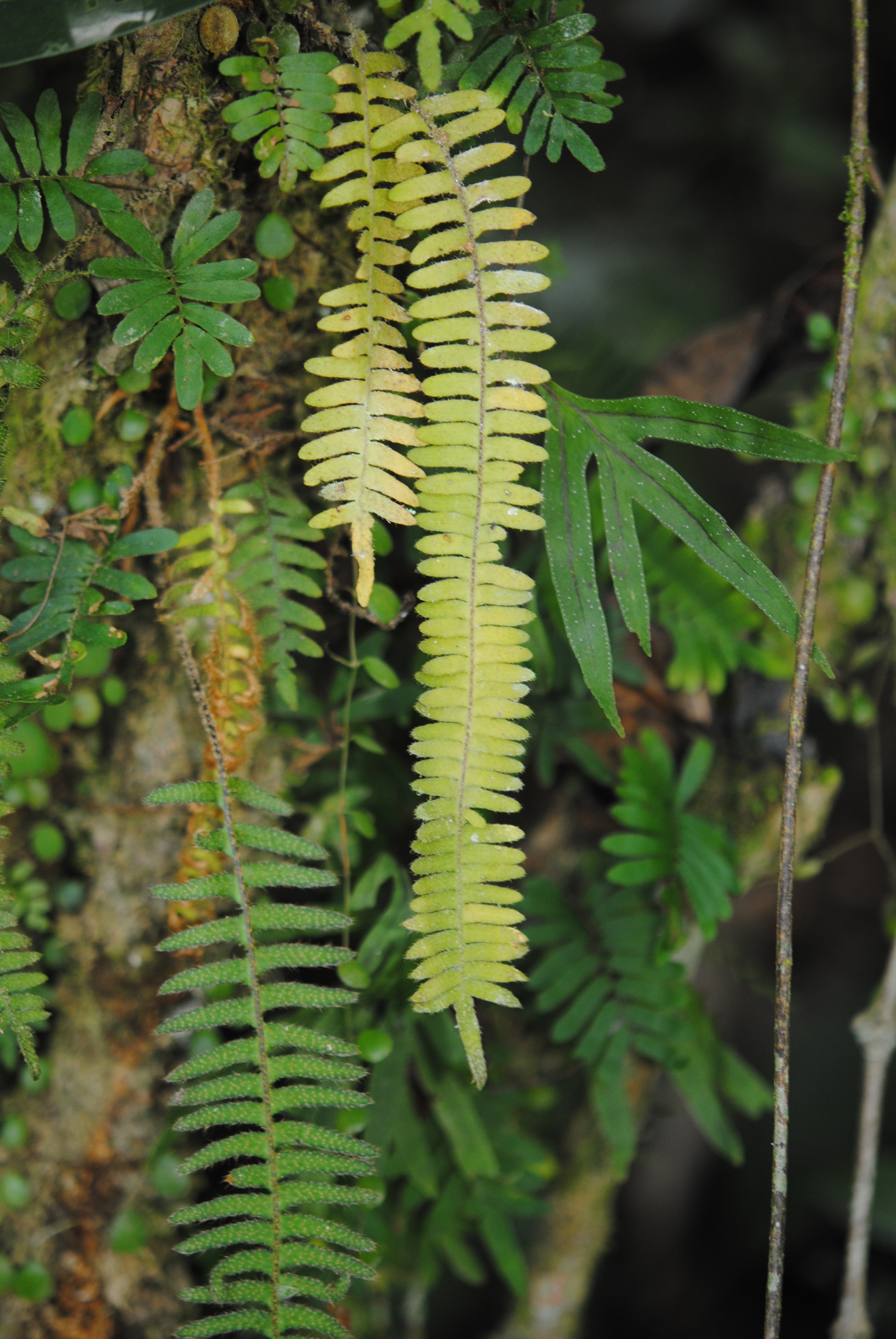 Pleopeltis villagranii