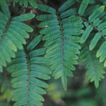 Pleopeltis polypodioides var. acicularis