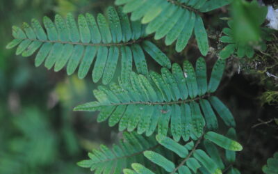 Pleopeltis polypodioides var. acicularis