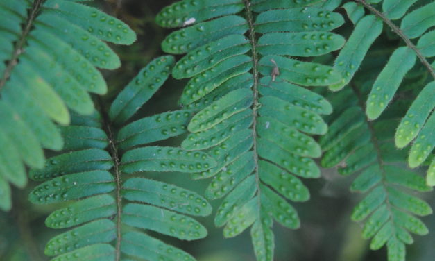 Pleopeltis polypodioides var. acicularis