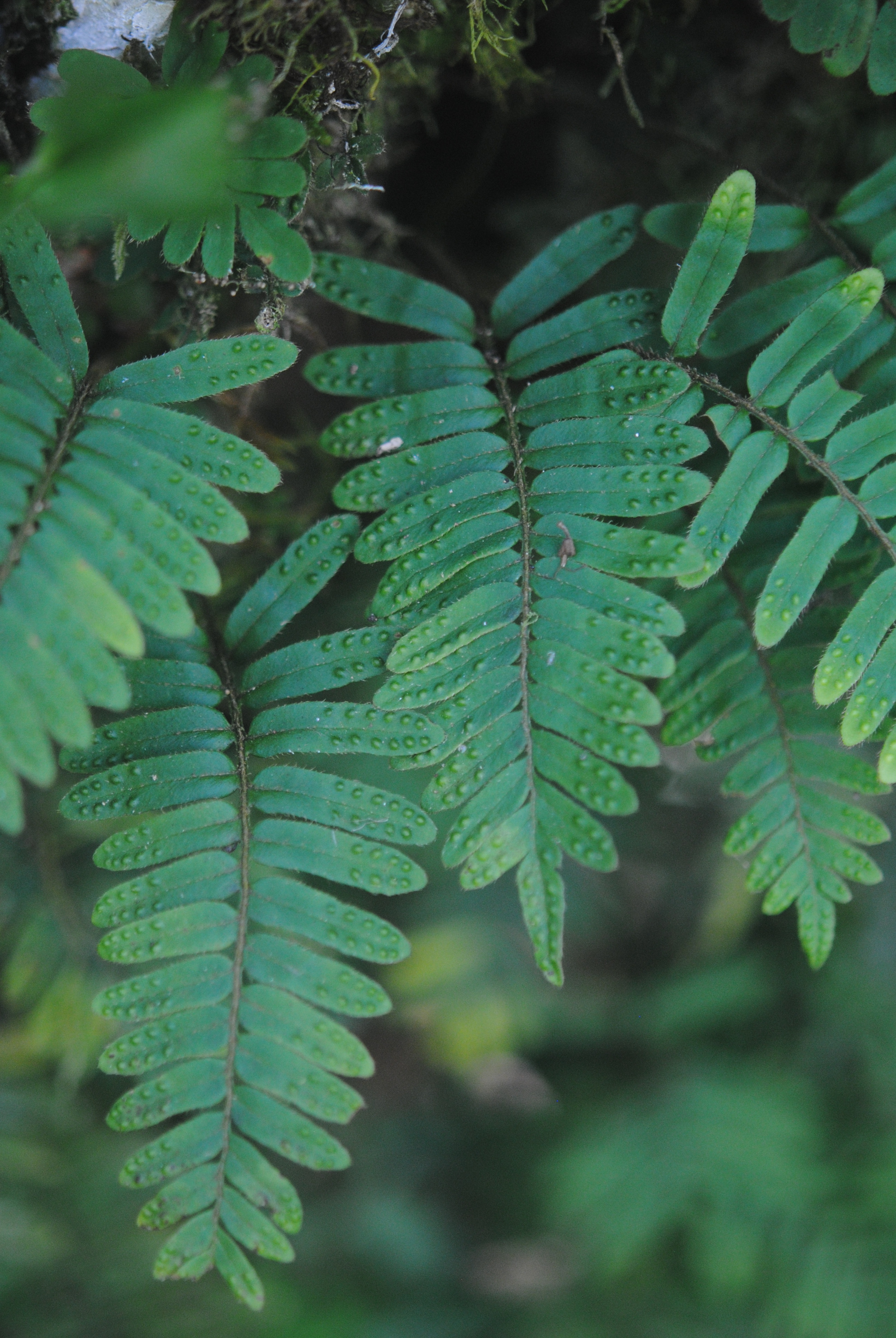 Pleopeltis polypodioides var. acicularis