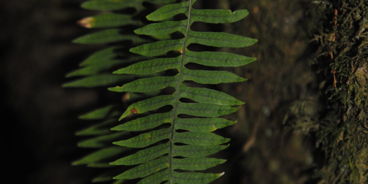 Polypodium  arcanum var. bakeri