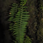 Polypodium  arcanum var. bakeri