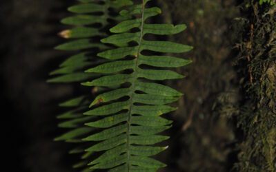 Polypodium  arcanum var. bakeri