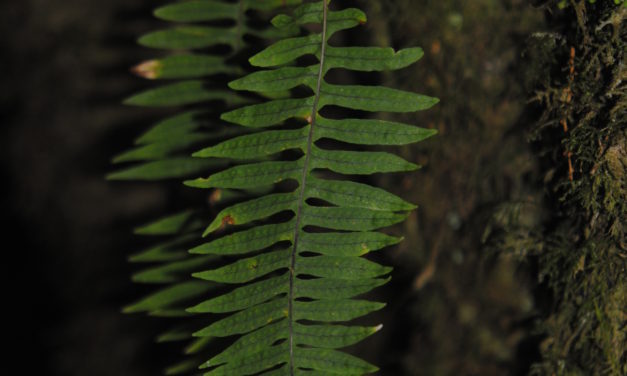 Polypodium  arcanum var. bakeri