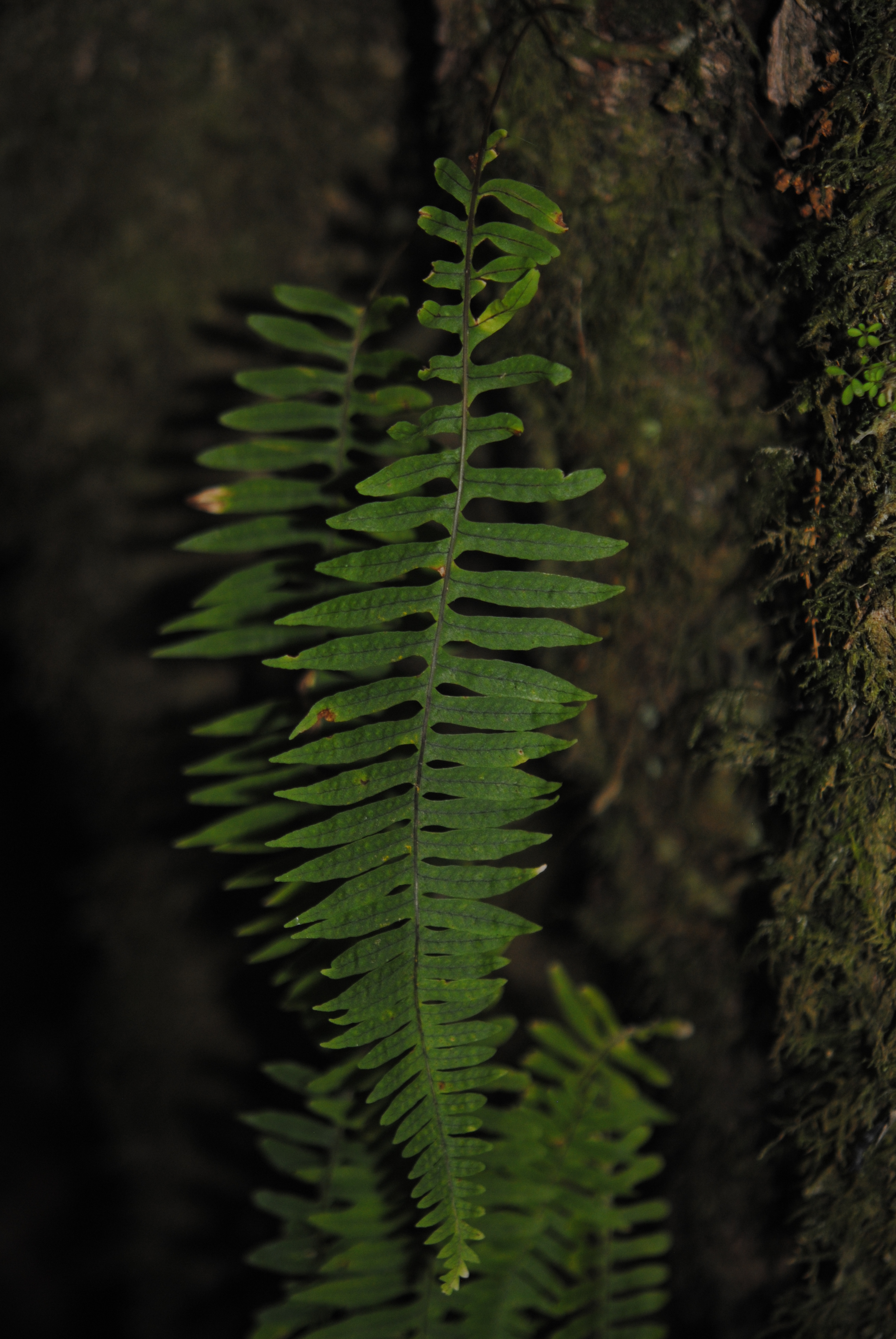 Polypodium  arcanum var. bakeri