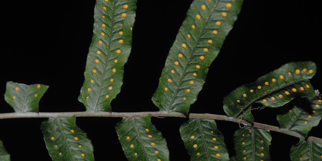 Polypodium longepinnulatum