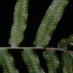 Polypodium longepinnulatum