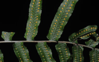 Polypodium longepinnulatum