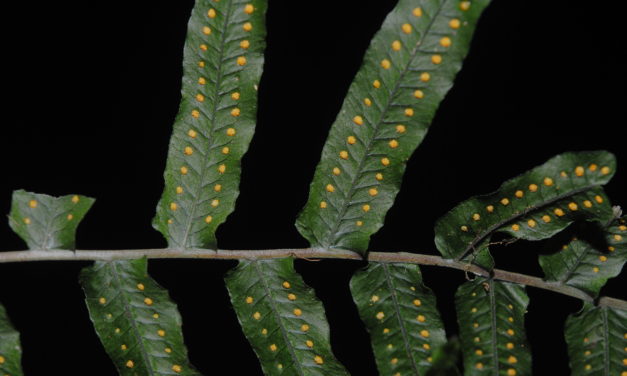 Polypodium longepinnulatum