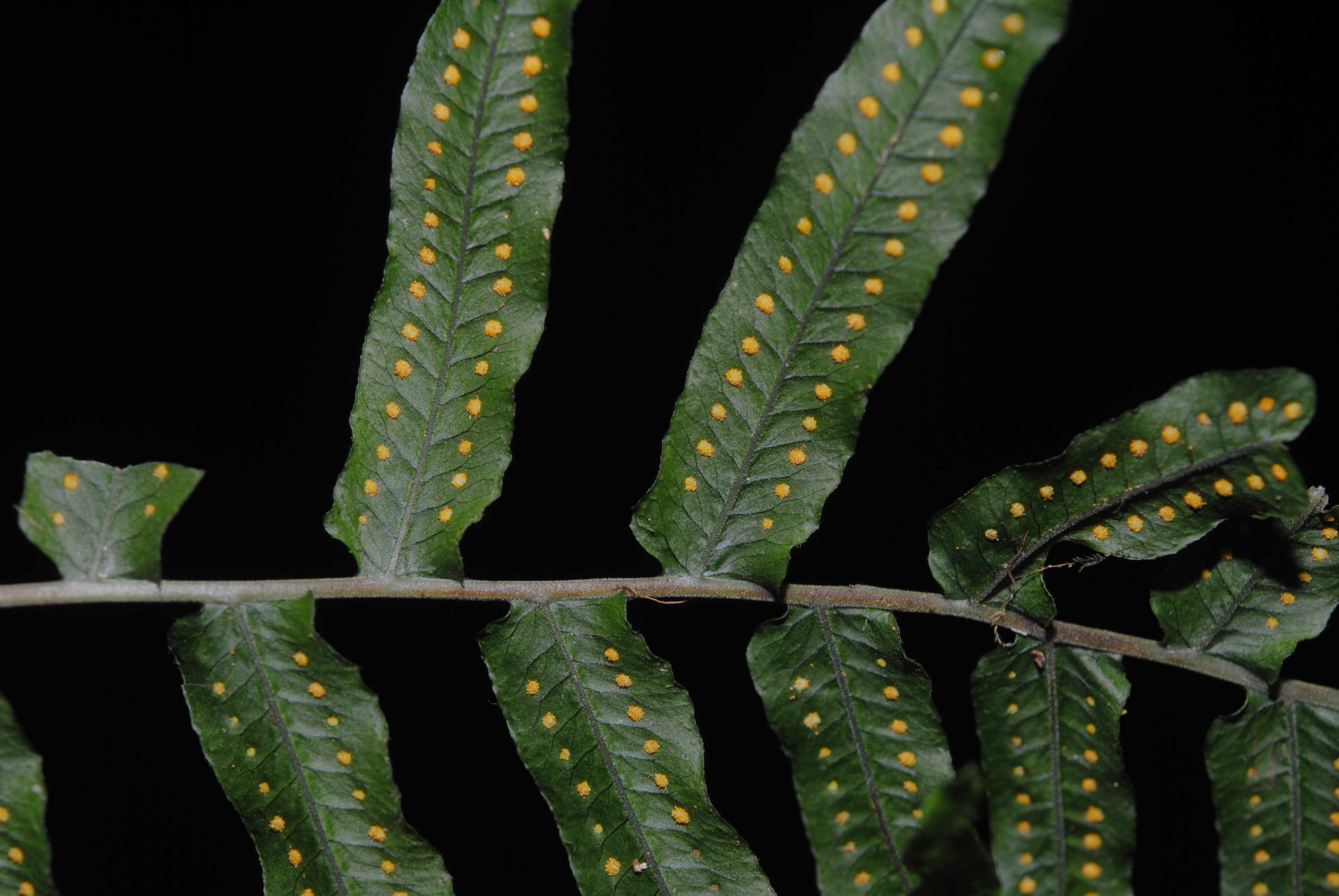 Polypodium longepinnulatum
