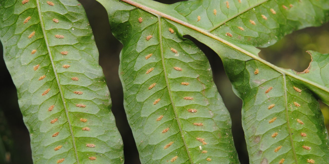 Polypodium rhachipterygium