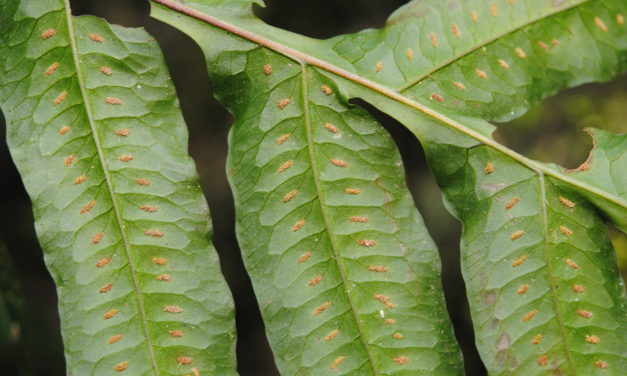 Polypodium rhachipterygium