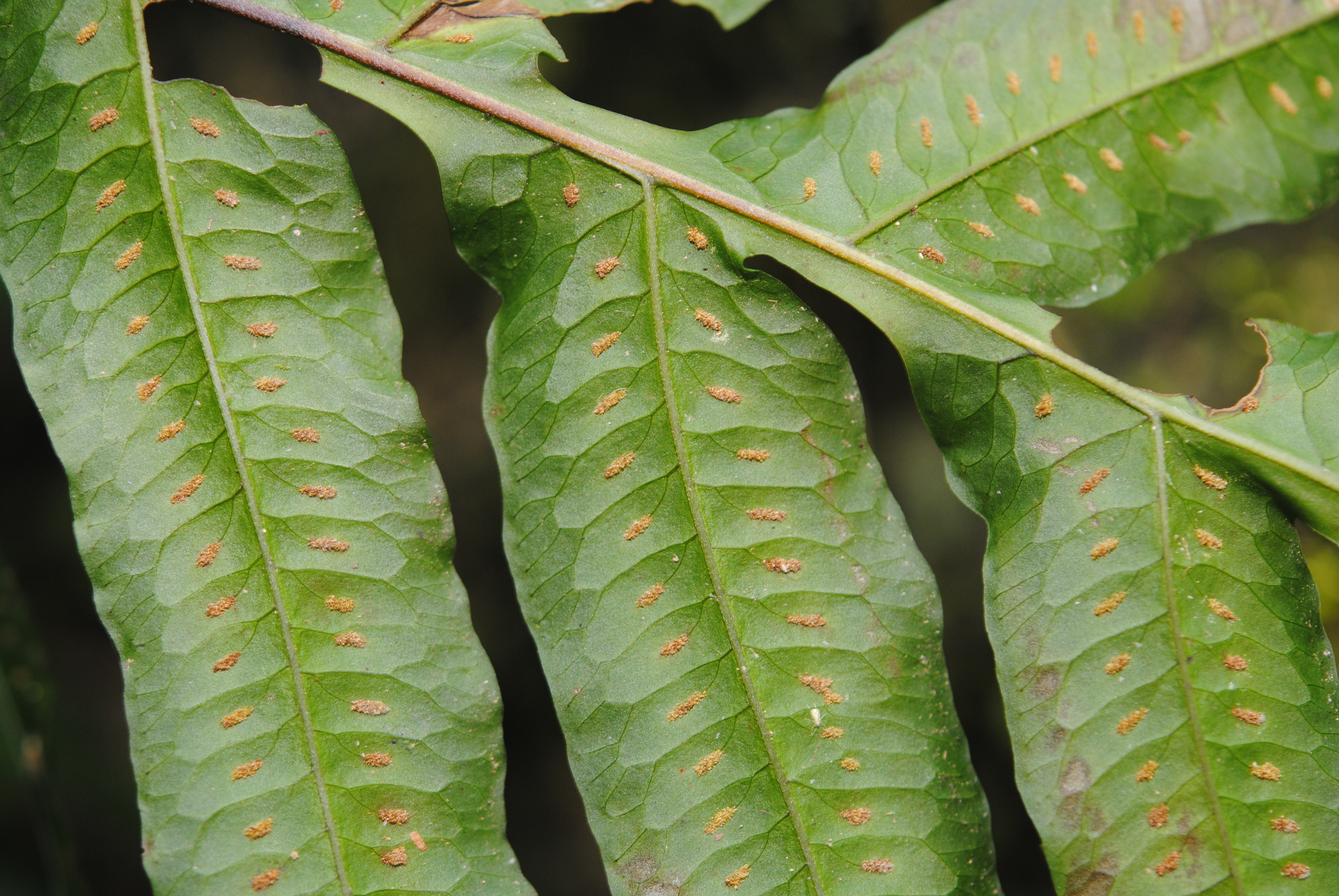 Polypodium rhachipterygium