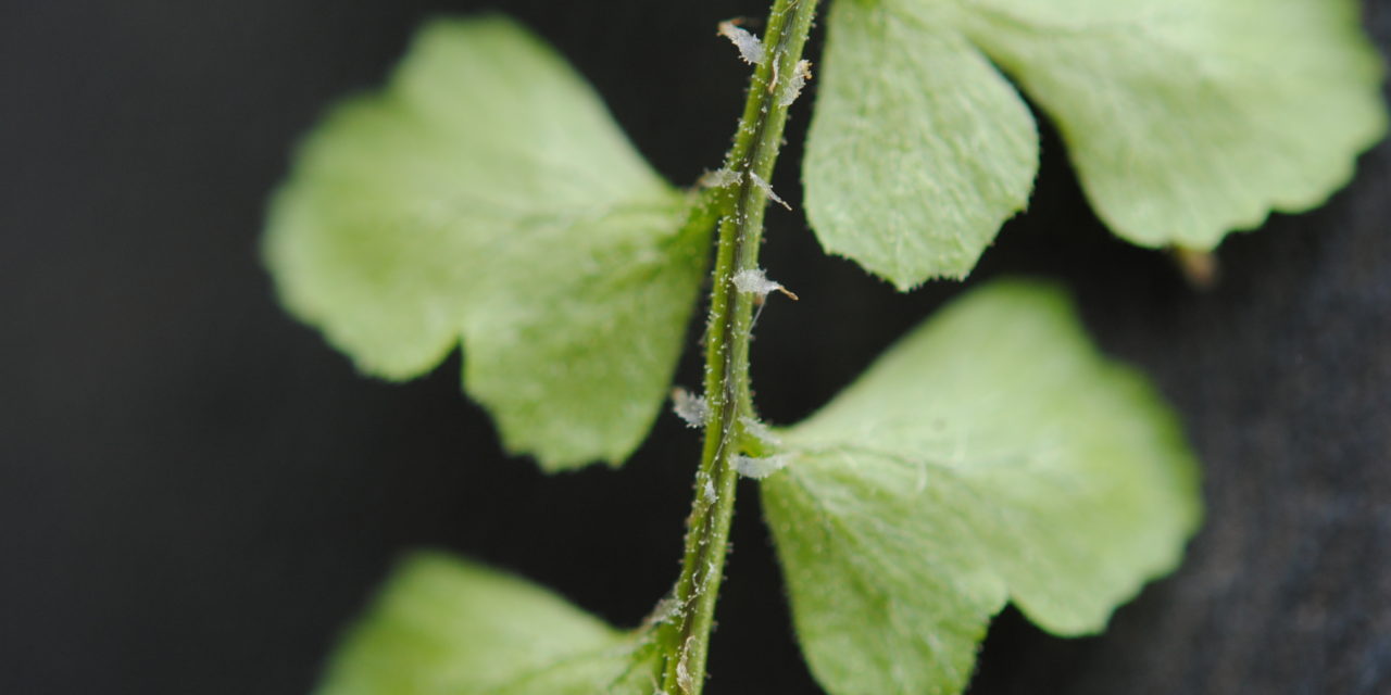 Polystichum orbiculatum