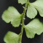 Polystichum orbiculatum