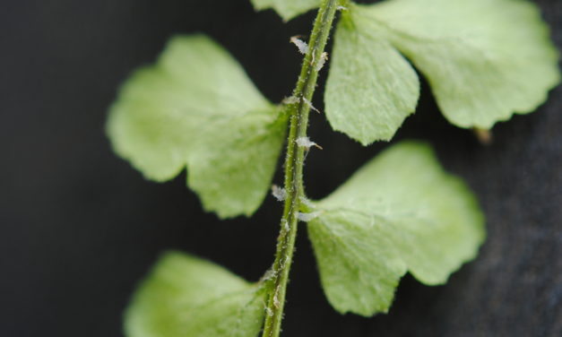 Polystichum orbiculatum