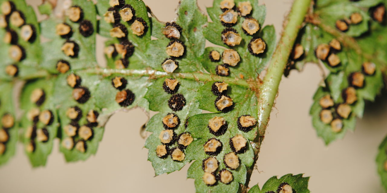 Polystichum turrialbae