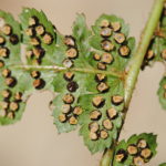 Polystichum turrialbae