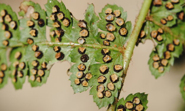 Polystichum turrialbae