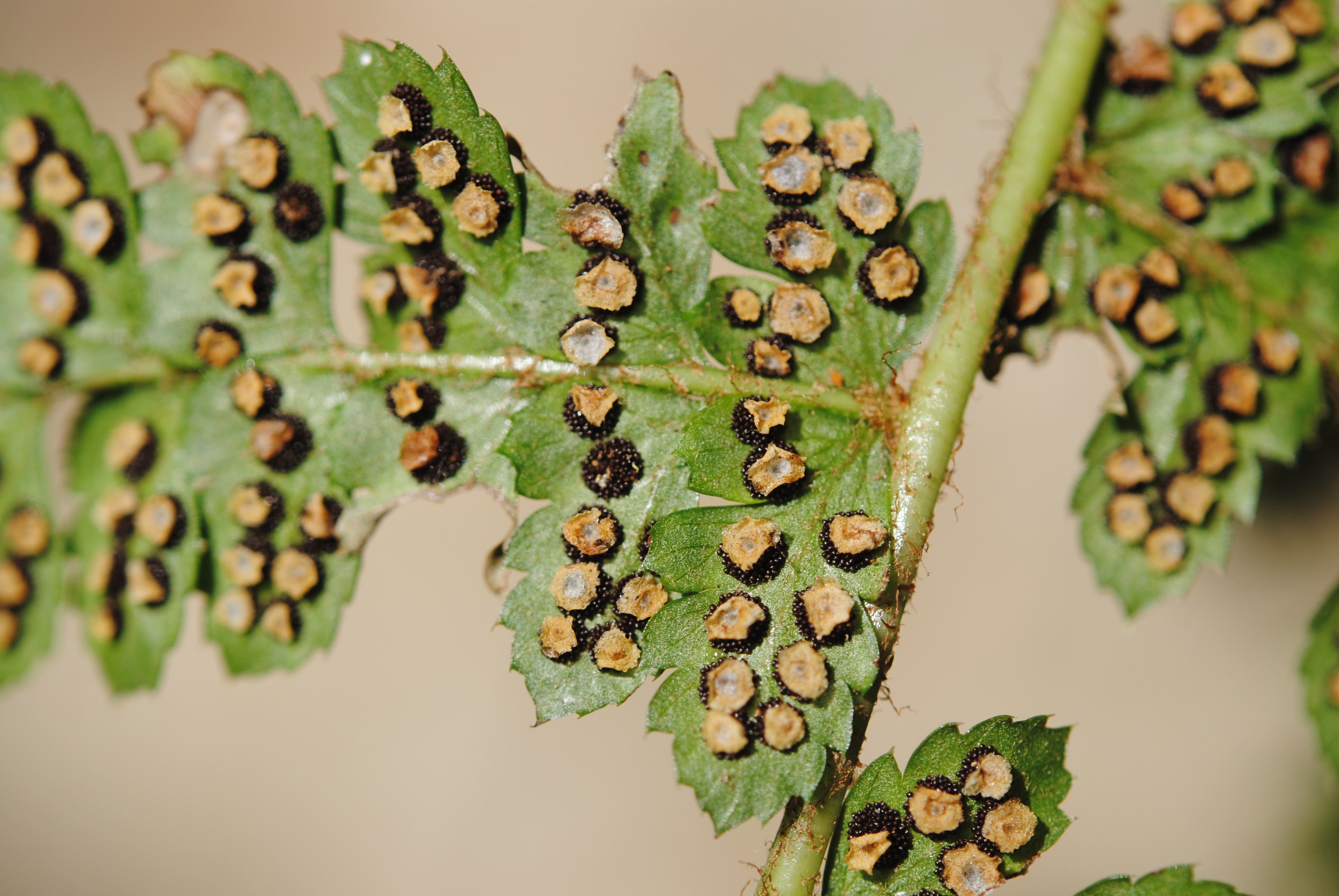 Polystichum turrialbae