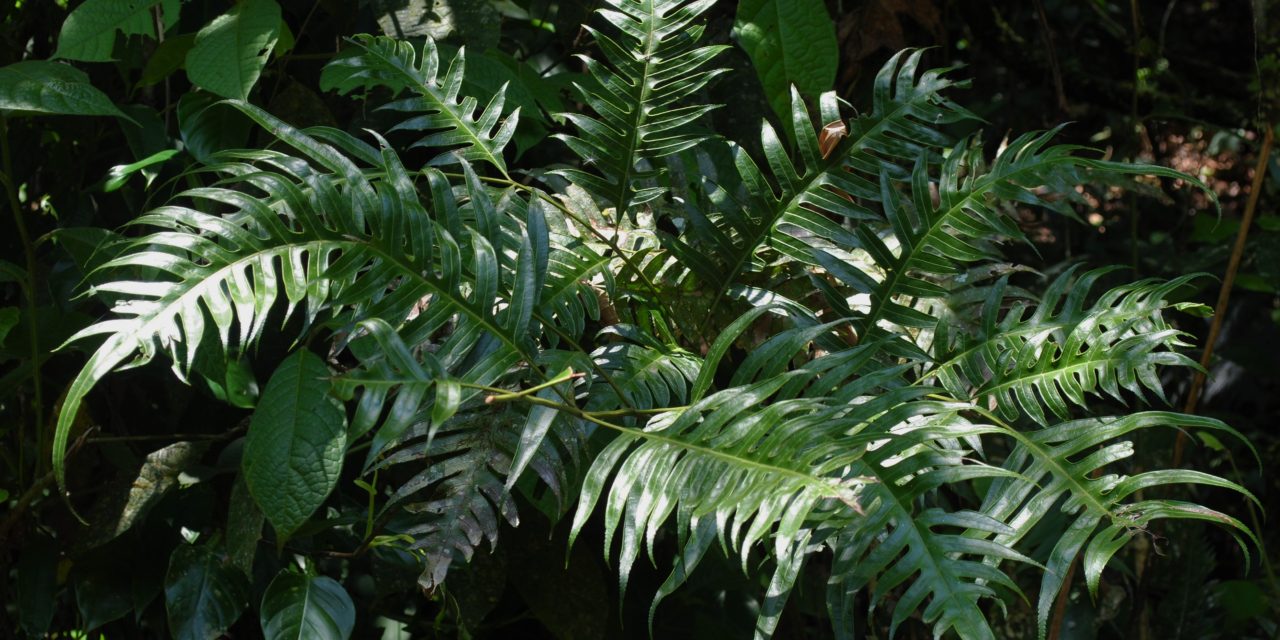 Pteris altissima