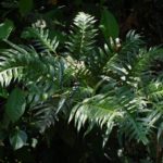 Pteris altissima