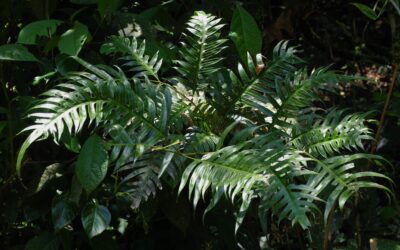 Pteris altissima