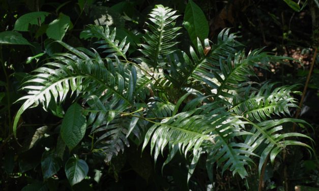 Pteris altissima