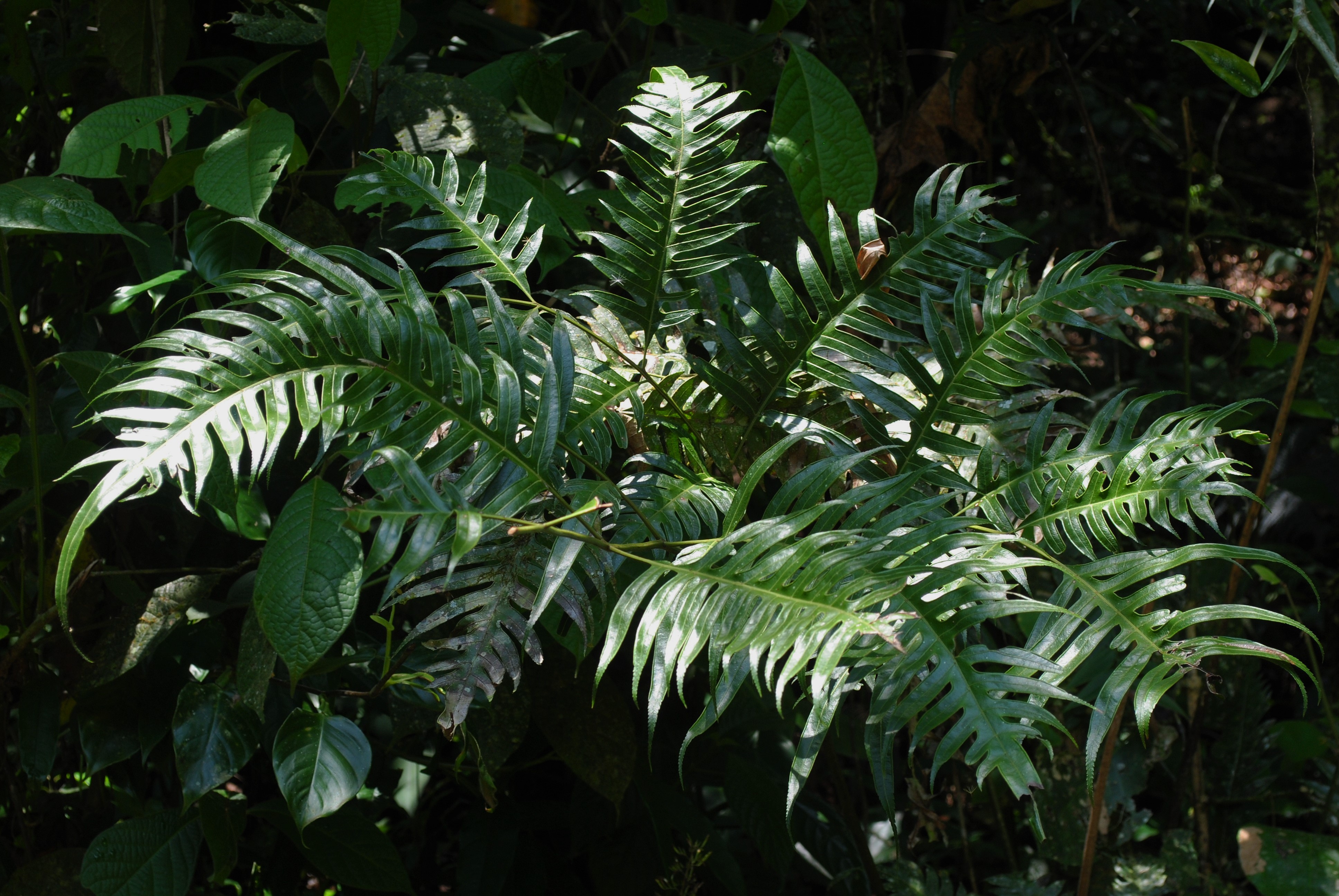 Pteris altissima