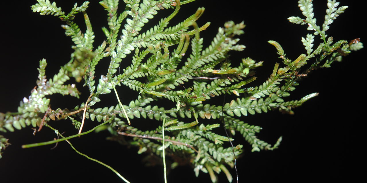 Selaginella flexuosa