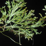 Selaginella flexuosa