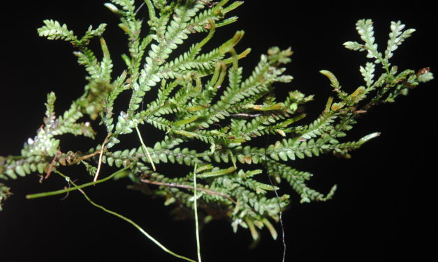 Selaginella flexuosa