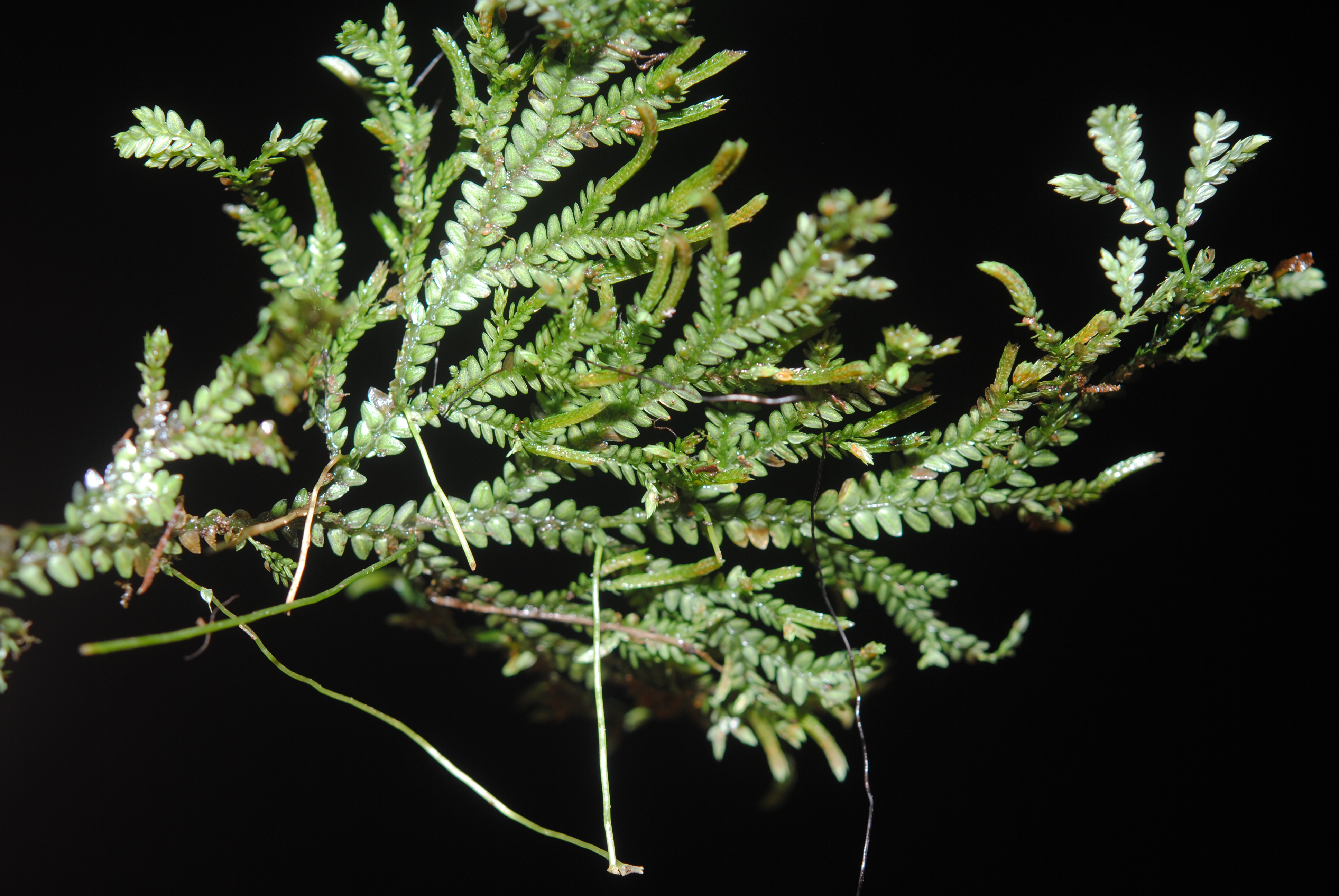 Selaginella flexuosa