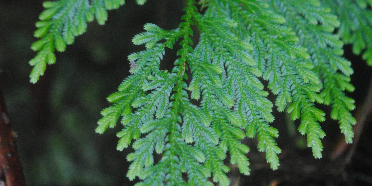 Selaginella oaxacana