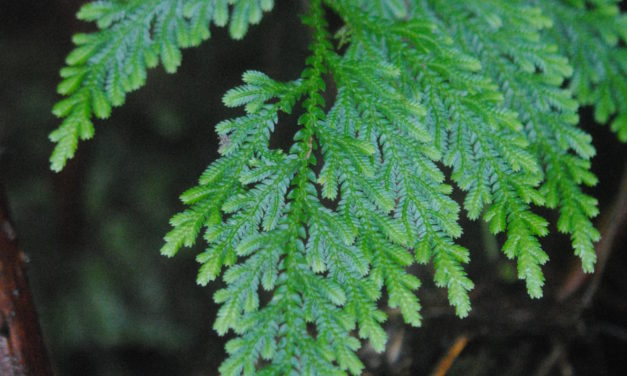 Selaginella oaxacana