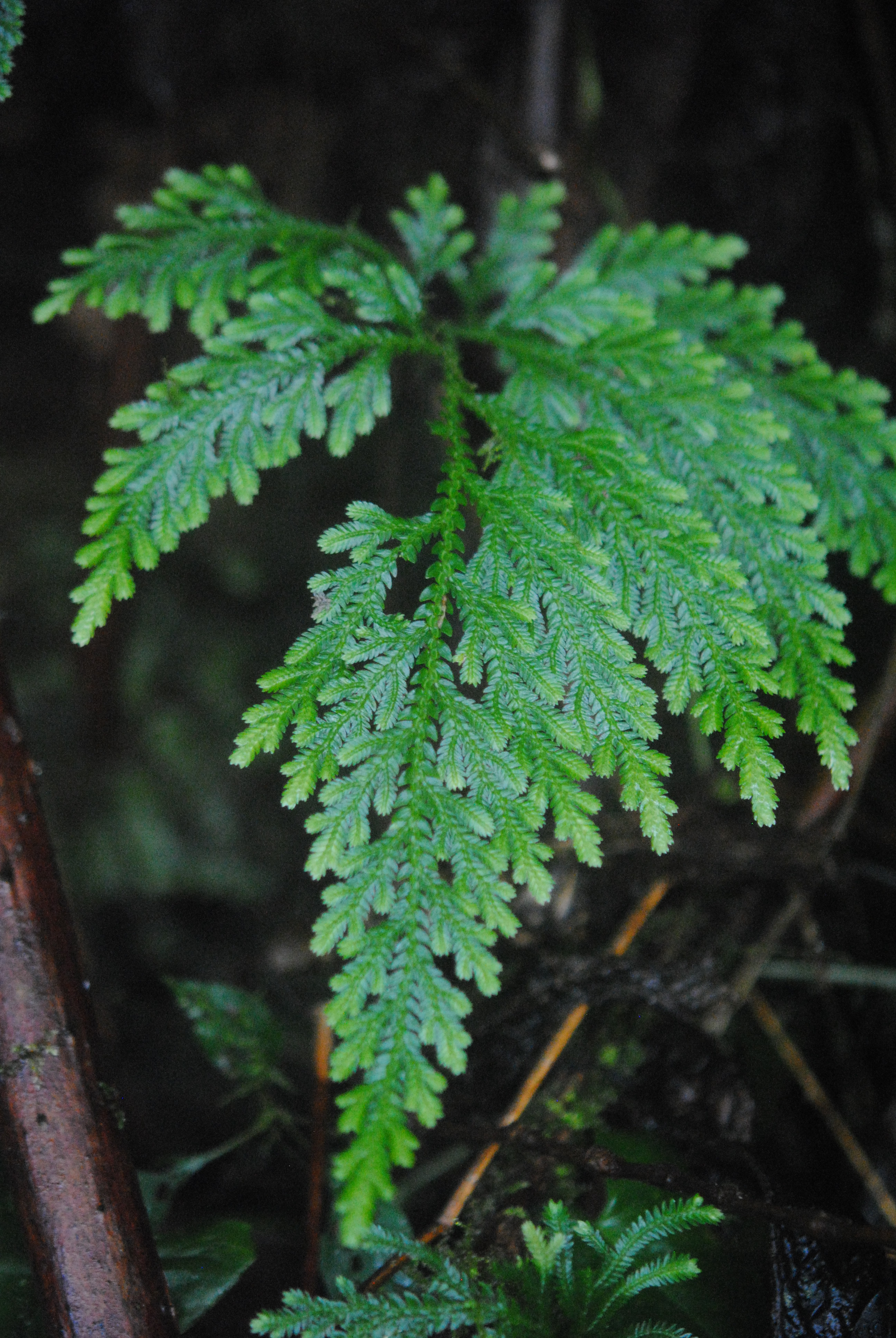 Selaginella oaxacana