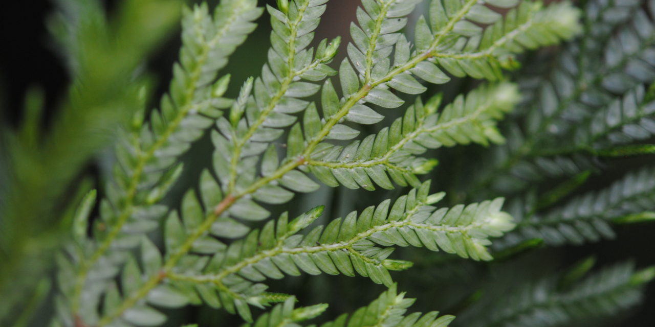 Selaginella stellata