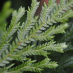 Selaginella stellata