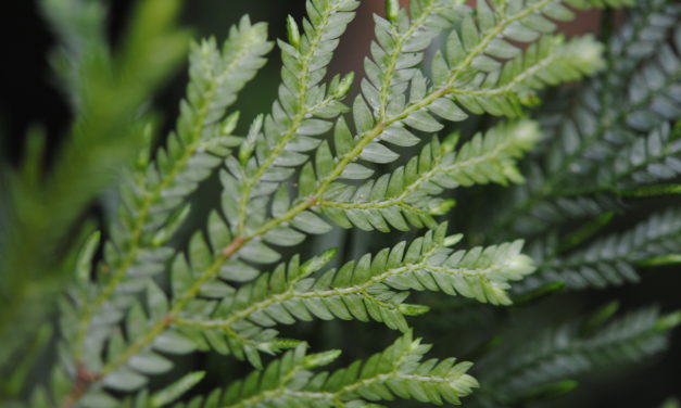 Selaginella stellata