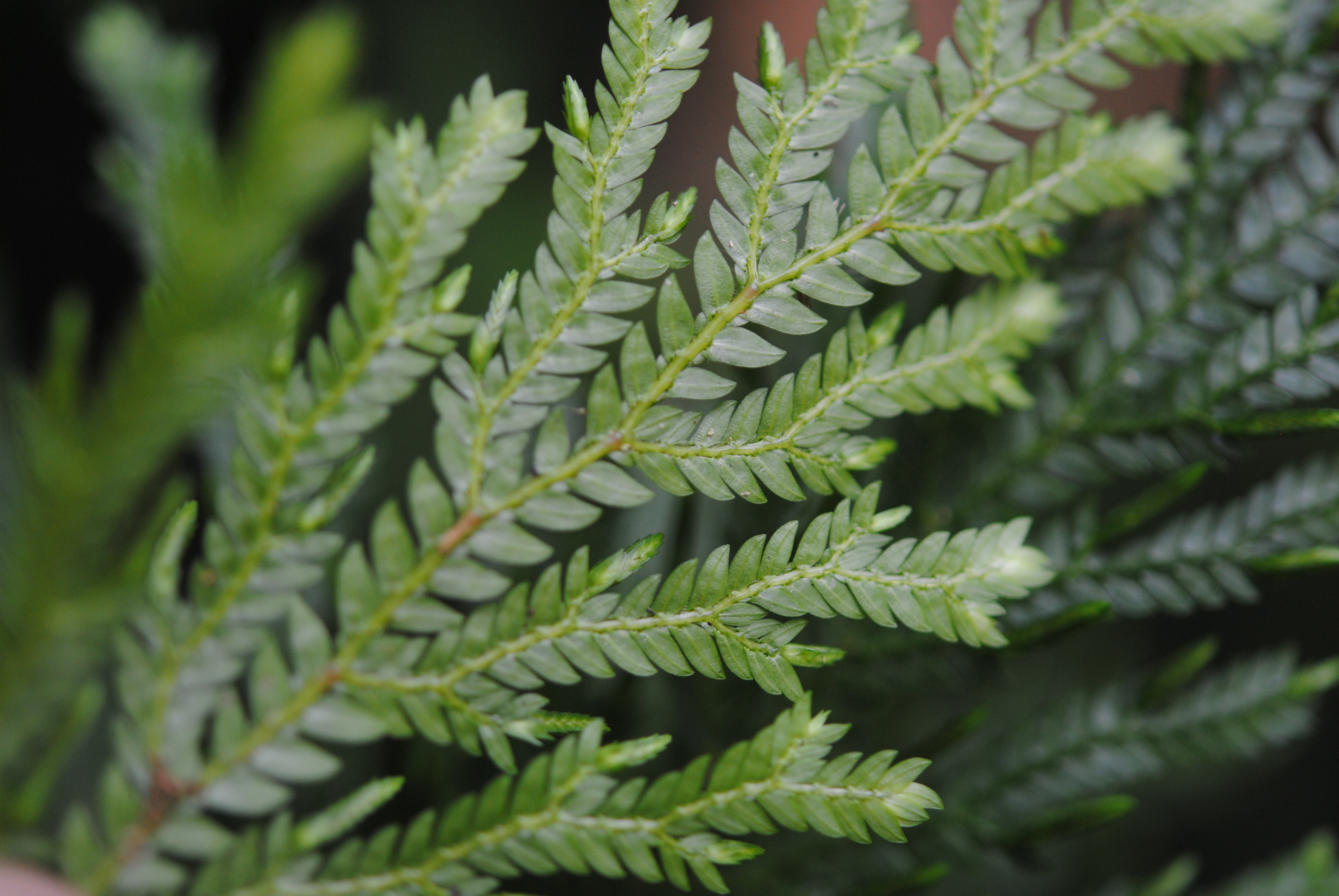 Selaginella stellata