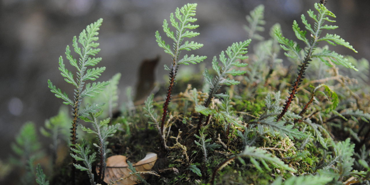 Selaginella hoffmannii