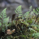 Selaginella hoffmannii