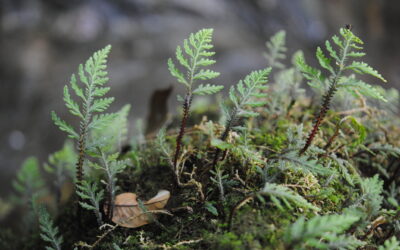 Selaginella hoffmannii