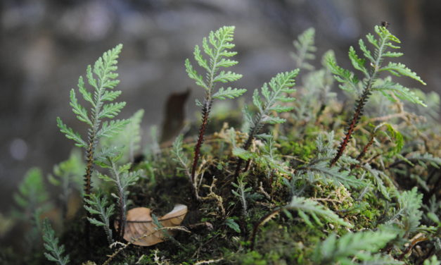 Selaginella hoffmannii