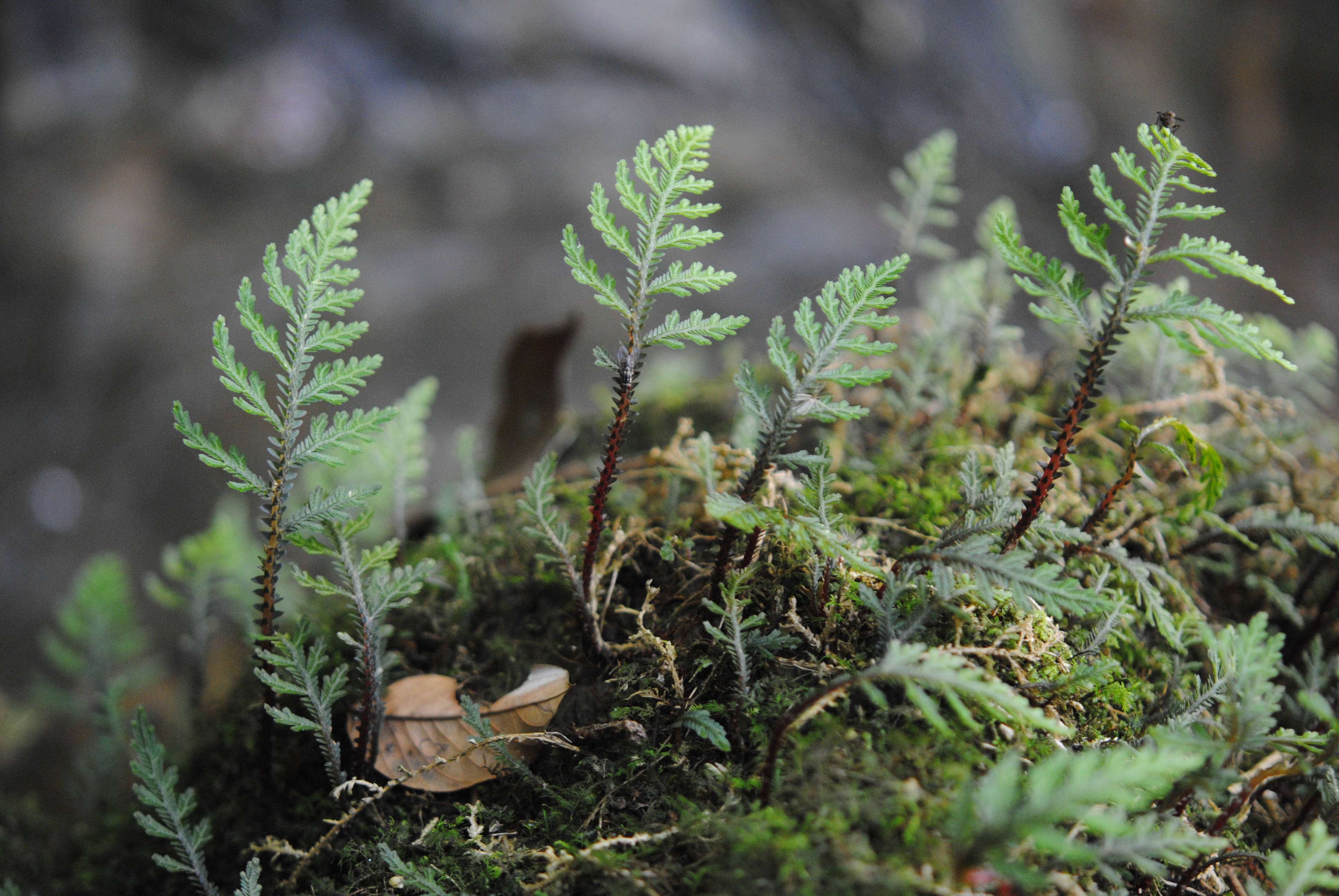 Selaginella hoffmannii