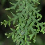 Selaginella subrugosa