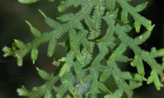 Selaginella subrugosa