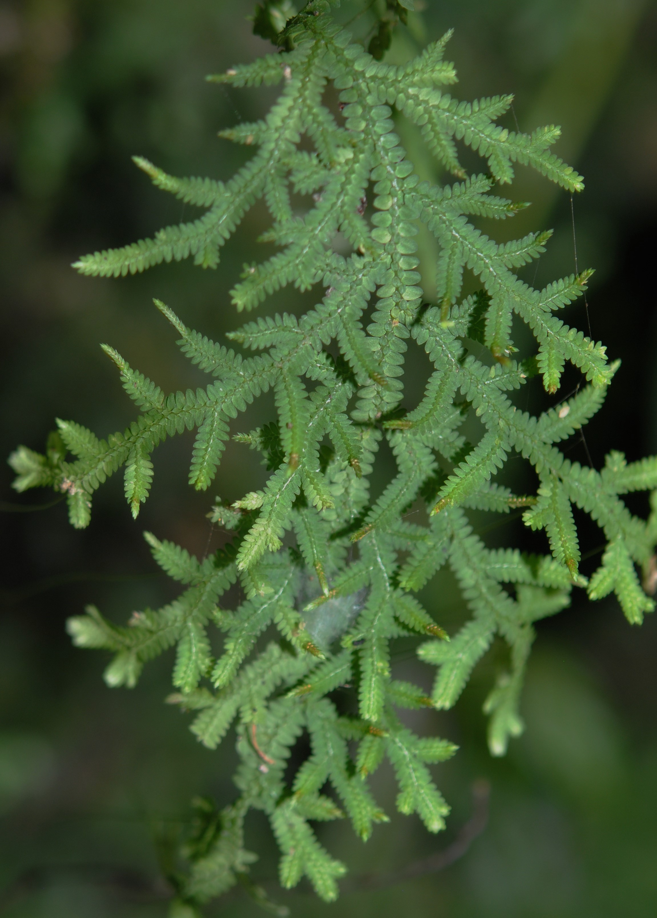 Selaginella subrugosa